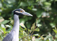 Yellow-crowned Night Heron