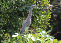 Yellow-crowned Night Heron - juvenile