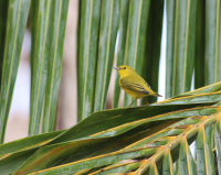 Yellow warbler