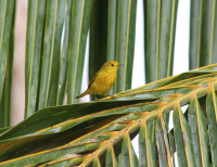 Yellow warbler