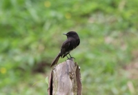 Black phoebe