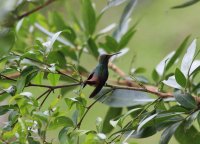 Rufous-tailed hummingbird