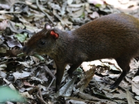 Agouti