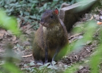 Agouti