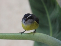 Bananaquit