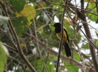 Black-cowled oriole