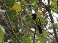 Black-cowled oriole