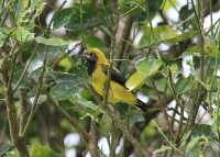 Black-cowled oriole (juvenile)