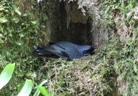 Black-faced solitaire