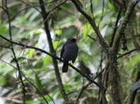 Black-faced solitaire