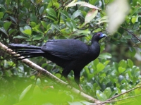 Black guan