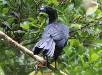 Black guan