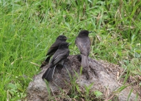 Black phoebe