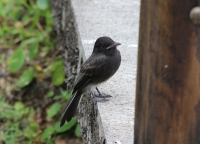 Black phoebe