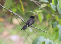 Black phoebe