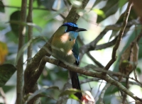 Blue-crowned motmot