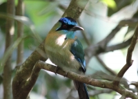 Blue-crowned motmot