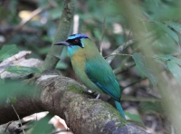 Blue-crowned motmot