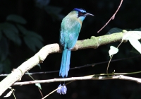 Blue-crowned motmot