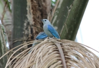 Blue-grey tanager