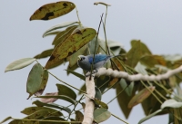 Blue-grey tanager