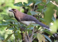 Brown jay