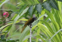 Buff-throated saltator