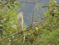 Cattle Egret