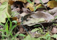 Central American whiptail