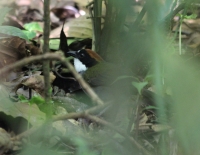 Chestnut capped brush finch