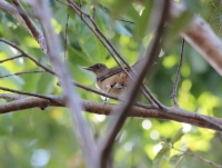 Clay-coloured robin