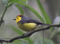 Collared redstart