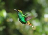 Male coppery-headed emerald