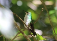 Female coppery-headed emerald