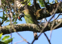 Emerald toucanet