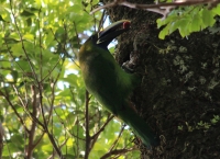 Emerald toucanet