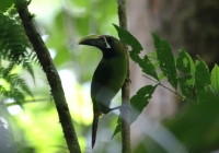 Emerald toucanet