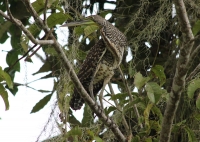 Fasciated-tiger heron