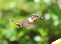 Female ruby-throated hummingbird