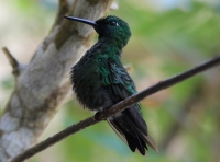 Green-crowned brilliant