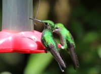 Green-crowned brilliant