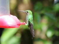 Green-crowned brilliant