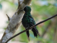 Green-crowned brilliant