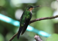 Green-crowned brilliant (juvenile)