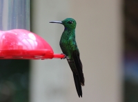 Green-crowned brilliant