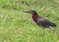 Green Heron