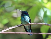 Green violet-ear hummingbird