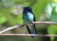 Green violet-ear hummingbird