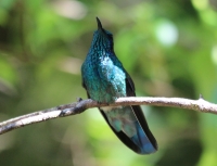 Green violet-ear hummingbird