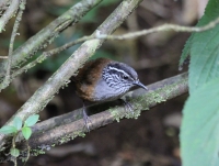 Grey-breasted wood wren